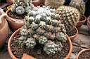 CORYPHANTHA BUMAMMA.jpg